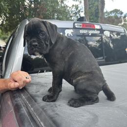 Raven - Brindle female Boxer puppy in New Smyrna Beach, Florida from Beachside Boxers and Frenchies