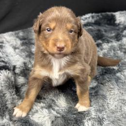 Girl 5: Bristol - Red & white female Australian Shepherd puppy in Volant, Pennsylvania from Addie's Aussies