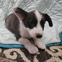 Boy 4 - male Cardigan Welsh Corgi puppy in Myton, Utah from Cardigan Corgi Cuties 💓