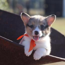 Girl 2 Orange Merle - Blue female Pembroke Welsh Corgi puppy in Ville Platte, Louisiana from Flat town corgis
