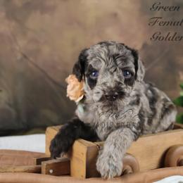Bernedoodle and Goldendoodle Puppies from Adirondack Poodles Goldendoodles,Bernedoodles & Schnoodles
