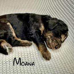 Moana - Blue merle female Aussiedoodle puppy in Upper Lake, California from Redwood Aussiedoodles