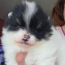 AKC Madison black tan parti piebald - Black and tan parti female Pomeranian puppy in Gloversville, New York from ADKPOM Adirondack Pomeranians