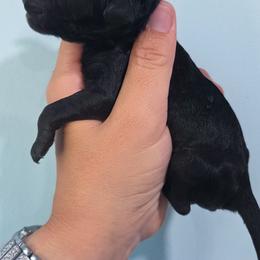 Autumn - Black female Labradoodle puppy in Lexington Park, Maryland from SUNNY SIDE DOODLES