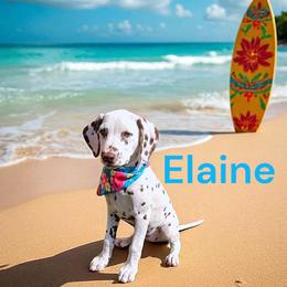 Elaine - White and liver brown female Dalmatian puppy in Sierra Vista, Arizona from Fairytail Dalmatians