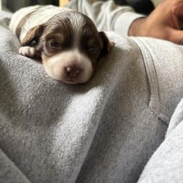 Dachshund Puppies from 208 Dox Dynasty