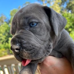 Bluey - Blue male Great Dane puppy in Woodstock, Georgia from Diamond Danes of Atlanta
