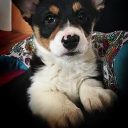 Pembroke Welsh Corgi Puppies from Just My Size Farmstead