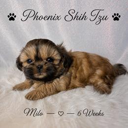 Milo is a Sweet Little Guy - Gold male Shih Tzu puppy in Hayden, Idaho from Phoenix Shih Tzu