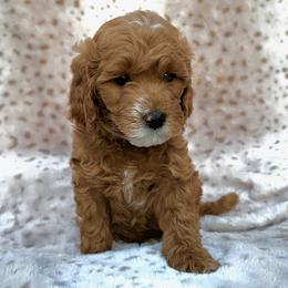 Roxy - Apricot female Goldendoodle puppy in Gilbert, Arizona from Bushman Doodles