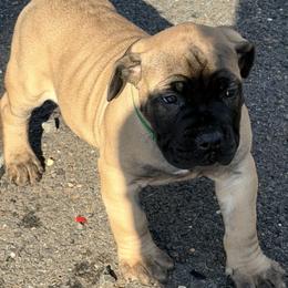 Boerboel Puppies from Relentless Boerboels