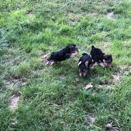 Yorkshire Terrier Puppies from Hilly Acres Farm
