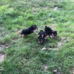 Yorkshire Terrier Puppies from Hilly Acres Farm