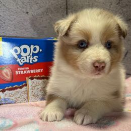Tart - Red merle female Australian Shepherd puppy in Warsaw, Missouri from Siercks Ranch Aussies