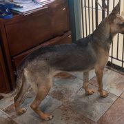 Joy - Black Xoloitzcuintli puppy in Illinois from Bakari