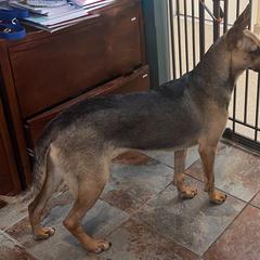 Joy - Black Xoloitzcuintli puppy in Illinois from Bakari