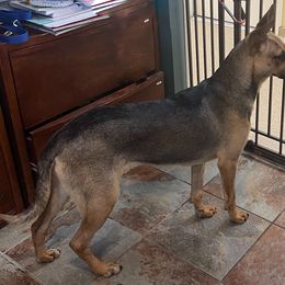 Joy - Black Xoloitzcuintli puppy in Illinois from Bakari