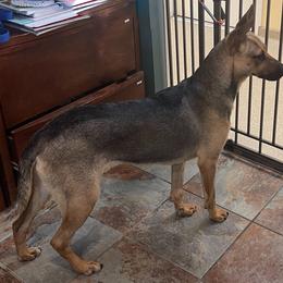 Joy - Black Xoloitzcuintli puppy in Illinois from Bakari