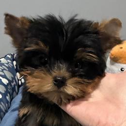 Daisy - Black and gold female Yorkshire Terrier puppy in Forest Hill, Maryland from Chikito's Yorkies