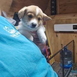 Brown Boy 7 - White and fawn male Pembroke Welsh Corgi puppy in Orange, Virginia from CL&L Corgi's