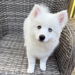 Lotus - White female Pomsky puppy in Winchendon, Massachusetts from Mountain View Pomskies