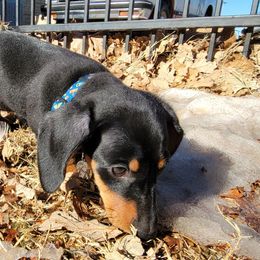 Dachshunds from Toews Kennels