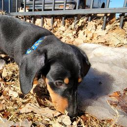 Dachshunds from Toews Kennels