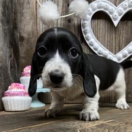 Nook - Black female Dachshund puppy in Redding, California from CountrySide Wieners