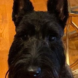Ace - Scottish Terrier