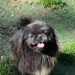 Titan - Pekingese