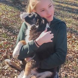 Orbit - Black tri male Miniature American Shepherd puppy in Ruffin, North Carolina from Valkyrie Adventures