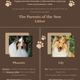 Lily - Collie