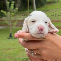 Mr. Red-2800 - Dapple male Dachshund puppy in Ocala/Gainesville, Florida from From the Heart Doxies