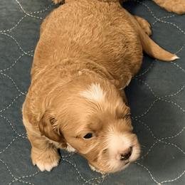 Beau - Red  male Goldendoodle puppy in Bradenton, Florida from Christianna’s Mini Goldendoodles