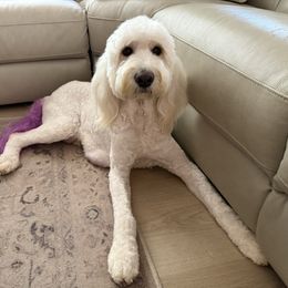 Henley - Goldendoodle