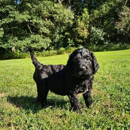 Beldum - Black and tan male Gordon Setter puppy in Holmen, Wisconsin from Joy Hahn