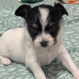 Girl 1 - White black and tan female Papillon puppy in Joshua, Texas from Summertime Kennels