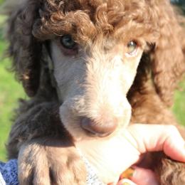 Poodle Puppies from RK'S Pets