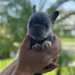 French Bulldog Puppies from Love & Frenchies