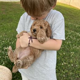 Poodle Puppies from Bruno & Co. Puppies