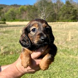 Max - Red male Dachshund puppy in Milroy, Pennsylvania from Not Your Average Weiner
