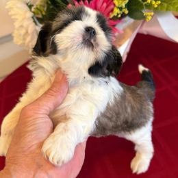 AKC Mochi - Champion Bloodline - Tricolor female Shih Tzu puppy in Long Beach, California from Prieto Shih-Tzu's