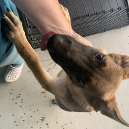 German Shepherd Puppies from Devon Rugerio's German Shepherds