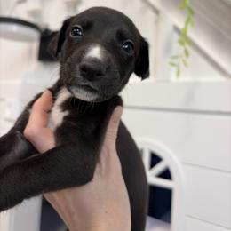 Gobbler - Black male Whippet puppy in Fort Myers, Florida from Rainbow Whippets