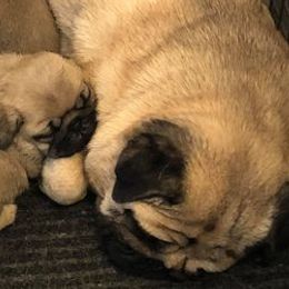 French Bulldogs and Pugs from David Cook