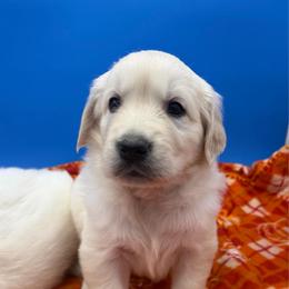 Male 3 - Light golden male Golden Retriever puppy in Spanaway, Washington from 11 Oaks Kennels