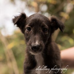Silken Windhound Puppies from Amethyst Silken Windhounds