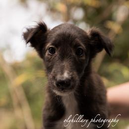 Silken Windhound Puppies from Amethyst Silken Windhounds