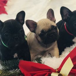 French Bulldogs and Mastiffs from Stonehaven Mastiffs and French Bulldogs