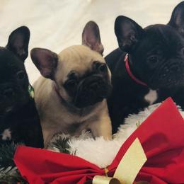 French Bulldogs and Mastiffs from Stonehaven Mastiffs and French Bulldogs